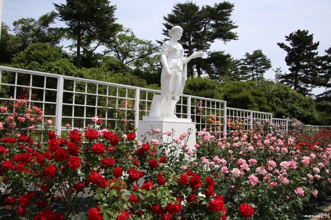 生田緑地ばら苑では、およそ530種類、4,700株のバラが開花します。<br />春と秋のバラのシーズンだけに開苑されるばら苑、毎年楽しみに出掛けるのですが、バラの種類が多すぎて、写真の枚数が増えてしまうのが贅沢な悩みです。<br />開苑2日目でしたが、既に見頃を迎えていたようで、こちらのバラも今年は早いのかも知れません。<br /><br />今回の開苑は、５月１０日～２７日です。<br />［平日］10:00～16:30（最終入場16:00）<br />［土日］ 9:00～16:30（最終入場16:00）<br /><br />（入苑無料）<br />ばら苑募金とボランティアの皆さんの協力で運営されています。