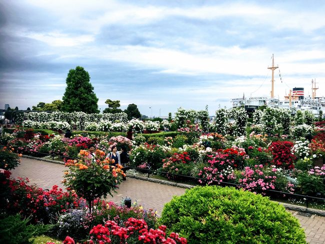 5月13日またまた横浜のガーデンネックレスの花々を見てきました。<br /><br />赤レンガ倉庫、山下公園などを見てきました。<br />2週間前にも行きましたが、前にも増して山下公園ではバラがめちゃめちゃピークでした。<br /><br />ただちょっと天気がイマイチだったのが残念。