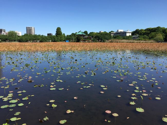 生活圏で食べたものや行ったところ。<br />新宿区、文京区、台東区、杉並区