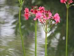 今年も箱根観光の旅を行う⑥箱根湿性花園へ・・その3・落葉広葉樹林の植物及び低層湿原の植物及びヌマガヤ草原の植物