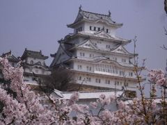 「青春18切符」...「姫路城・明石城跡のお花見と神戸・大阪・京都の旅」