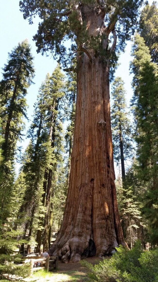 アメリカ大西部感動の旅４つの国立公園と７つの絶景巡り９日間　３日目キングスキャニオン国立公園・セコイア国立公園