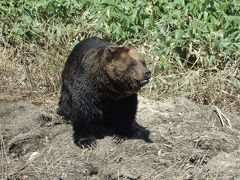 熊牧場じゃないよ、べあマウンテンだよ(^▽^)