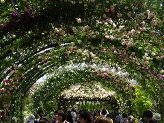 横浜イングリッシュガーデン　バラが見ごろ　２０１８年春