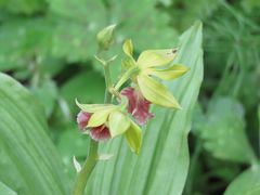 今年も箱根観光の旅を行う⑧箱根湿性花園へ・・その5・高層湿原の植物、仙石原湿原の植物、湿性林の植物