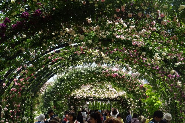 今年も、横浜イングリッシュガーデン（ＹＥＧ）にバラを見に行く。<br />今年のバラの開花は早く、例年開花が遅いローズトンネルももう見ごろを迎えていた。(昨年は5月24日に訪れている）。<br />YEGのバラは、年々進化して１７００品種のバラが一杯に咲き誇っている。<br />４つのコンセプトガーデンは、例年にも増して密度が濃く、奥の大きなシュラフガーデンもさらに充実してきていた。<br /><br />－－－過去の横浜イングリッシュガーデン－－－<br /><br />横浜イングリッシュガーデン　秋バラ、コスモス　２０１７秋<br />https://4travel.jp/travelogue/11300113<br />横浜イングリッシュガーデン　バラが見ごろ　２０１７年春<br />https://4travel.jp/travelogue/11245883<br />横浜イングリッシュガーデン　秋バラ、ハロウィン　２０１６秋<br />http://4travel.jp/travelogue/11182903<br />横浜イングリッシュガーデン　バラが見ごろ　２０１６年春<br />http://4travel.jp/travelogue/11132775<br />横浜イングリッシュガーデン　秋バラ、ハロウィン　２０１５秋<br />http://4travel.jp/travelogue/11068090<br />横浜イングリッシュガーデン　バラが見ごろ　２０１５年春<br />http://4travel.jp/travelogue/11011804<br />横浜イングリッシュガーデン　秋バラ、コスモスの丘、ダイヤモンドリリー、ハロウィン　２０１４秋<br />http://4travel.jp/travelogue/10945647<br />横浜イングリッシュガーデン　バラが見ごろ　２０１４年春<br />http://4travel.jp/travelogue/10889617<br />横浜イングリッシュガーデン　ハロウィン、ダイヤモンド・リリー　２０１３年秋<br />http://4travel.jp/travelogue/10828851<br />横浜イングリッシュガーデン　バラ、２０１３年秋<br />http://4travel.jp/traveler/stakeshima/album/10822553/<br />２０１３年春　バラが見頃　横浜イングリッシュガーデン　<br />http://4travel.jp/traveler/stakeshima/album/10775117/<br />２０１２年秋　横浜イングリッシュガーデン　秋バラ<br />http://4travel.jp/traveler/stakeshima/album/10718297/ <br />２０１２年６月　横浜イングリッシュガーデンにリニューアル<br />http://4travel.jp/traveler/stakeshima/album/10683167/<br />２０１１年５月　横浜バラクライングリッシュガーデン<br />http://4travel.jp/traveler/stakeshima/album/10568736/