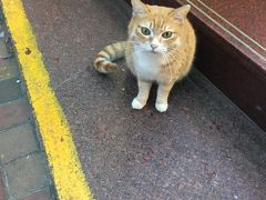 GW2018香港　猫を求めてさまよう西環パトロール部①