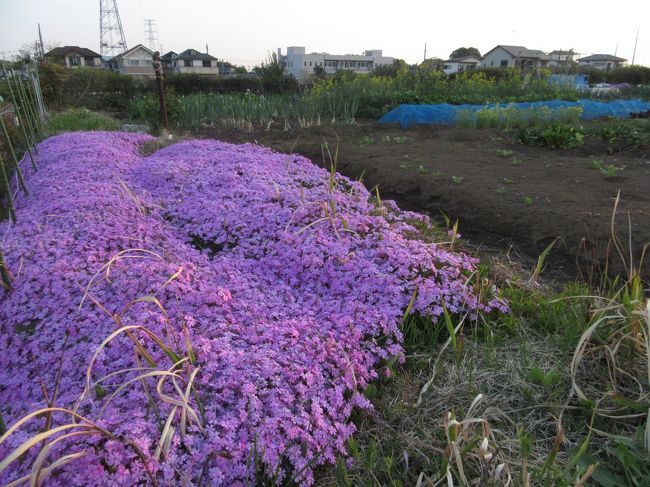 シバザクラ　　所沢市北中　　2018.4.10　　5：38<br /><br />4月の街歩きのメイン行事の桜のブログ（旅行記）はすでに2編（頁の末尾に掲載）公開済みで、今回は地元所沢市西部地域の野草や畑、雑木林などの草花や野鳥などを集めて編集してみました。<br />時々飼い猫のライムの成長した顔をのぞかせます。<br /><br />4月10日（火）晴れ<br />今年初めての早朝ウォーキングは自宅から北方向の北中地区です。<br />およそ90分のコースで、今年は開花がいつもより1週間早かった桜の花はすでに終わり、住宅街のプランターのパンジーや、畑の縁にはシバザクラやチューリップ、菜の花などが見ごろを迎えていた。<br />街路樹の白いハナミズキも朝の光に中ですがすがしく感じた。<br /><br />4月30日（月）晴れ<br />2回目は自宅の南方向の北野地区です。<br />茶畑の新芽はかなり伸び、まもなく茶摘の時期と感じた。<br />歩きながらいろいろな草花が見られ、アヤメ、シラン、クレマチス（てっせん）、さまざまな色合いのジャーマンアイリスなどが楽しめた。<br /><br />撮影<br />CANON PowerShot SX610HS 4.5-81mm(35ミリ換算25－450ミリ）<br /><br />4月の桜の既公開ブログ<br />2018小手指のしだれ桜・ポトマック桜 開花情報（最終回） <br />https://4travel.jp/travelogue/11339300<br />小さな旅　都電荒川線で桜めぐり（飛鳥山公園・神田川）2018<br />https://4travel.jp/travelogue/11344710