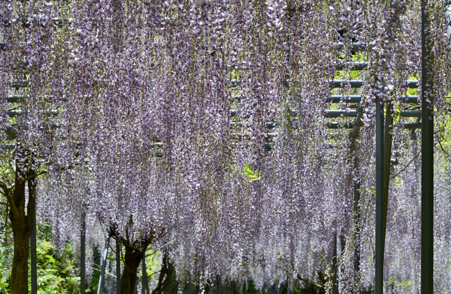 和歌山県日高川町で、フジを楽しむ。　<br />訪れたのは、”リフレッシュエリア”みやまの里・森林公園。　<br />駐車場入口で、係りの人から告げられたのは、<br />「フジの見頃は過ぎていますが、よろしいですか？」と。　<br />遠くから来たのですから、フジの見頃を過ぎていても、<br />雰囲気は味わえると考えて、入園する。<br /><br />・日本一長い藤棚ロード<br />　リフレッシュエリアみやまの里森林公園内には、長さ日本一（１，６４６ｍ）を誇る藤棚ロードがあります。毎年4月中旬から5月初旬にかけて「ふじまつり」が開催され、京阪神方面からも多くの方々が訪れます。高低差96ｍの健康階段を登ったところにある展望台からは、藤棚ロード、また県下有数の規模を誇る椿山ダムを一望できます。急な階段を登るのに抵抗がある方やご高齢の方には、頂上まで別のルートがあり、穏やかな山道で、藤の花をゆっくりと観賞しながら登ることができます。その他公園内には、アスレチックやミステリーハウスなどがあり、お子様にも人気です【日高川町観光協会ＨＰより】<br /><br />・森林公園　入園料　５００円　　　<br /><br />・駐車料金　２００円　<br /><br />・日高川観光協会のＨＰ<br />　　　　http://hidakagawa-kanko.jp/<br /><br />日高川町観光協会ＨＰのトップには、<br />「日高川町は、安珍清姫伝説で有名な道成寺や、紀州備長炭生産量日本一で有名な町です」と、表示されている。