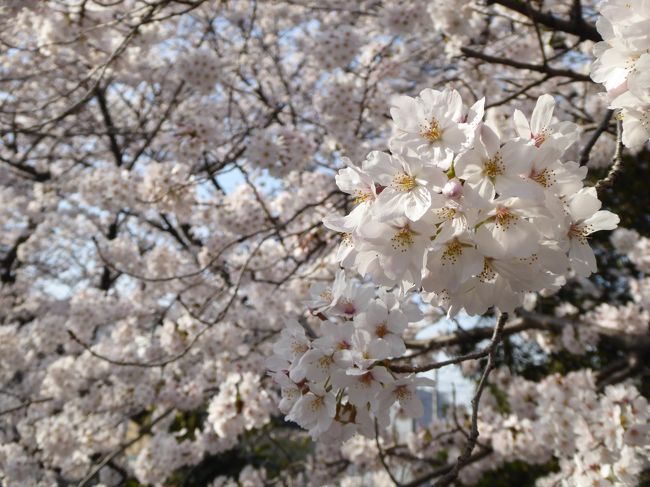 2018年3月30日<br /><br />川口のグリーンセンター近くにある川に沿った桜並木。<br />満開を迎えて素晴らしい桜の風景。<br />青い空の下に輝く満開の桜。<br />キラキラと美しく輝く。<br />ゆったりと眺めて♪