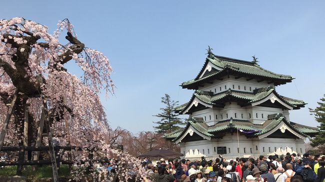 今年のGWは北東北の桜を愛でに行こう！と予定していたら、暖かすぎて一週間早く開花。弘前城の桜を見る！と決めていたのに見られないのは悔しい！！<br />ということでGW前の土日も青森に行ってしまいました！<br /><br />弘前公園の桜の観桜会は今年ちょうど100周年！<br />弘前城天守閣は石垣工事のため、お堀沿いにはないのは残念ですが、100周年ということで航空自衛隊松島基地（宮城県東松島市）所属のアクロバット飛行隊「ブルーインパルス」が上空を曲技飛行しました！<br />ブルーインパルスの飛行、初めて見ましたが感動しました！<br /><br /><br />旅の概要<br />4/19　終業後、18:20 東京発　「はやぶさ35号」で新青森へ。<br />4/20　親戚宅でまったり。夜は一八寿司ですし三昧～！<br />4/21　弘前城・藤田記念公園・最勝院<br />4/22　合浦公園・八甲田山～酸ヶ湯温泉経由で十和田市へ。十和田市官庁街の桜と十和田市美術館を見学。夜は再び弘前公園へ、夜桜見物。<br />4/23　9:52 新青森発　「 はやぶさ14号」で東京へ。午後から出社！<br />