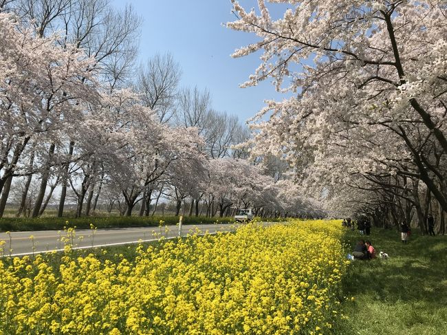 201805GW-03_八郎潟の菜の花ロードと男鹿半島