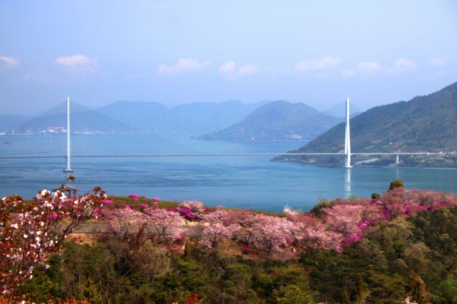 3世帯で道後温泉へ行くことになり、桜の満開時期を予測し、桜の名所を巡ってきました。<br />　今年の桜開花が例年より早く何とか残っていましたが松山城は葉桜になっていました。<br /><br />日程<br />1日目<br />　鞆の浦　⇒　千光寺　<br />２日目<br />　しまなみ海道（伯方開山の桜）　⇒　松山城<br />3日目<br />　紫雲出山の桜	　⇒　父母ケ浜　⇒　琴弾公園<br /><br /><br /><br />