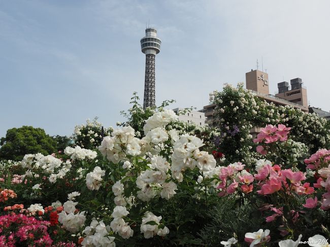 『ガーデンネックレス横浜2018』、春の花の締めくくりはバラ。<br />港を彩る4つのローズガーデンを楽しみました。<br /><br />昨年開催された第33回全国都市緑化よこはまフェアに引き続き、今年も「ガーデンネックレス横浜」が開催されており、来年以降も続くそうです。<br /><br />『ガーデンネックレス横浜2018』の開催期間は平成30年3月24日（土）～6月3日（日）[72日間]。<br />港を彩る4つのローズガーデンは、<br />山下公園「未来のバラ園」（190品種、2,300株）、<br />港の見える丘公園「イングリッシュローズの庭」（150品種、1,100株）、「香りの庭」（100品種、500株）、<br />「バラとカスケードの庭」（80品種、500株）<br />の計4,400株が植栽されているそうです。