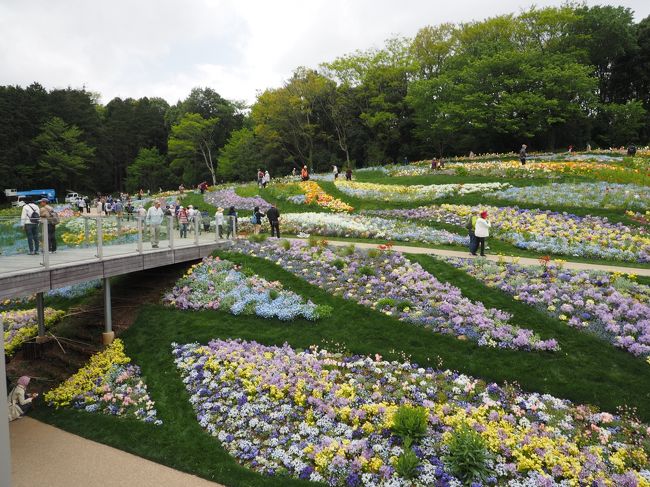 昨年横浜の街が花であふれたガーデンネックレス横浜<br />好評だったせいか今年も開催されました。<br />昨年は横浜公園や山下公園しか見なかったので、今年は街中から少し離れた「よこはま動物園ズーラシア」に隣接した里山ガーデンまで出かけてきました。<br />大花壇の色鮮やかな花々の美しさ　素晴らしかったですよ。