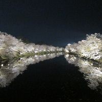 2018年GW東北旅行①秋田角館から青森弘前城の桜
