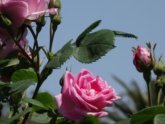 青空・新緑・バラがそろい踏みの須磨離宮公園