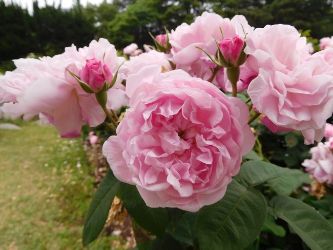 大阪のビジネス街、本町にほど近い靱公園（うつぼこうえん）。<br /><br />ここには無料のバラ園があり、春と秋にはボランティアの方々が手塩にかけて育てた見事なバラを楽しむことが出来るのです。<br /><br />年々規模が小さくなっているような気がして昨年は訪れませんでしたが、今年は見頃に間に合いそうだったので来てみました(=´∀｀)人(´∀｀=)<br /><br />一昨年は見頃を過ぎていたから剪定されて株も少なくなっていたのでしょうか、今年は元の規模と変わらない上に、半分くらいは目新しい品種になっていました。<br /><br />さらに香りのいい品種がたくさんあり、甘さや爽やかさ、時にはスパイシーさも感じるそれぞれの香りを楽しむことが出来ました♪