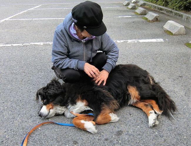 犬大好きおば様 VS バーニー<br /><br />前々回の日記に書いたが、バーニーと宿泊してない県が西日本では徳山・宮崎・大阪が残っていたので、今回はそれを制覇して、すっきりしようってことで、伊豆を出発して初日は徳島県・2泊目は宮崎県・3泊目は福岡県・４泊目は広島県、そして最終日は大阪に泊まるぞ。