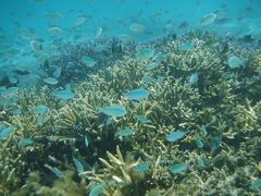 梅雨入り・雨予報の沖縄へ　その２は渡嘉敷島のとかしくビーチと本島南部