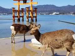 広島クラウンプラザホテル、酔心のかき料理と宮島観光