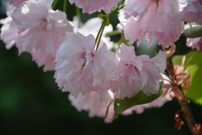 今年のＧＷは、越中富山の寺院を巡りに出掛けました。<br />2月に、千葉へ一泊で出掛けて以来となりました。<br />少し古新聞的にはなりますが、投稿させて頂きます。<br />二泊三日の旅でしたが、天候にも恵まれそこそこ楽しめました。<br /><br />頂いた朱印は、神社ｘ6柱・曹洞宗ｘ1寺・浄土宗ｘ1寺<br />浄土真宗ｘ1寺・法華宗ｘ2寺・日蓮宗ｘ15寺となりました。<br />高岡がお祭りで忙しそうな中、結構頂けました。<br />