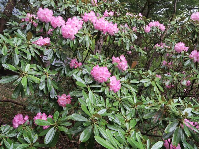 （写真は奥日光のしゃくなげ）<br /><br />　今年も５月、奥日光に来ています。目的のシャクナゲはすでに咲き始めており、当初の予定を二度繰り上げ、結局昨年より10日も早くなりました。ミツバツツジはこれからが見頃、来週からはズミ（千手ケ浜はすでに二分咲き）やレンゲツツジが咲きだします。奥日光はこれからいそがしくなります。<br /><br />　・石南花や山を隠してほぼピンク<br /><br />　・たまーには眠れぬ夜の流行り歌<br /><br />　・幸せの続きが見たし春の夢<br /><br />　・来る春や今年は今年の花の色　&lt;悠遊人&gt;