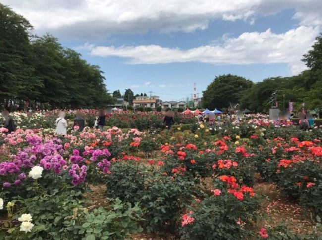 バラ園のある与野公園で行われた「ばらまつり」に行ってきました。<br />今年はピークが早く、既に色あせ気味の花もありましたが、きれいなバラをたくさん見ることが出来ました。