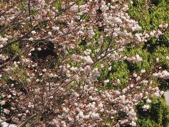 鳥越神社　東京福めぐり⑥　以外や!　徳川家康公も祀られいたなんて!　