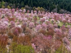 福島の隠れた桜名所を巡る撮影旅行