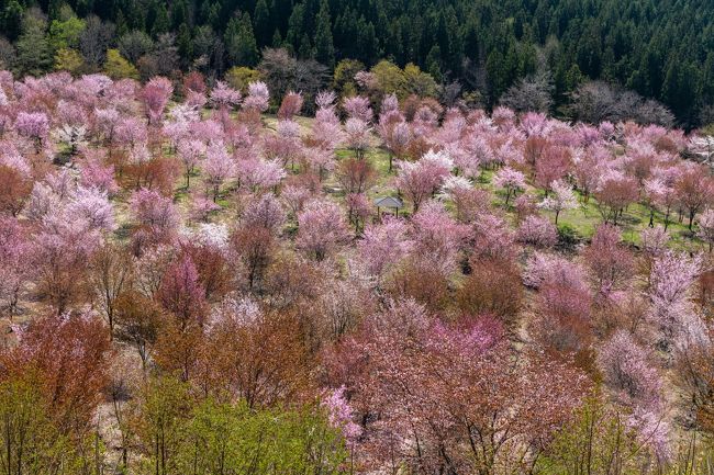 　私が所属する地元のカメラクラブは、年に２～3回撮影旅行に出かけている。4月下旬、今年度の最初の撮影旅行として、福島の隠れた桜名所を巡る旅を１泊２日で計画した。<br /><br />　実は、福島の桜は昨年度も計画していたが、出発直前になってまだ桜が開花していないことが判明し急遽行き先の変更を余儀なくされた曰く付きの場所だ。今年こそリベンジをということで、２月下旬からインターネットで例年の開花状況や今年の開花予想などをチェック、ホテルも手配し準備万端整えた。<br /><br />　しかし、やはり桜は難しい。今年は何処の桜も咲くのが早すぎた。直前まで情報収集に努め、何とかまだ間に合いそうな猪苗代町周辺の「町営磐梯山牧場」、「昭和の森」、「亀ケ城趾公園」、「桜峠」、「観音寺川」を選び出した。さて、どうなることやら。あとは運を天に任せるしかない。