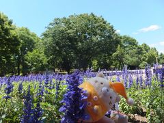 相模原公園でパジャねこ迷子になるの巻