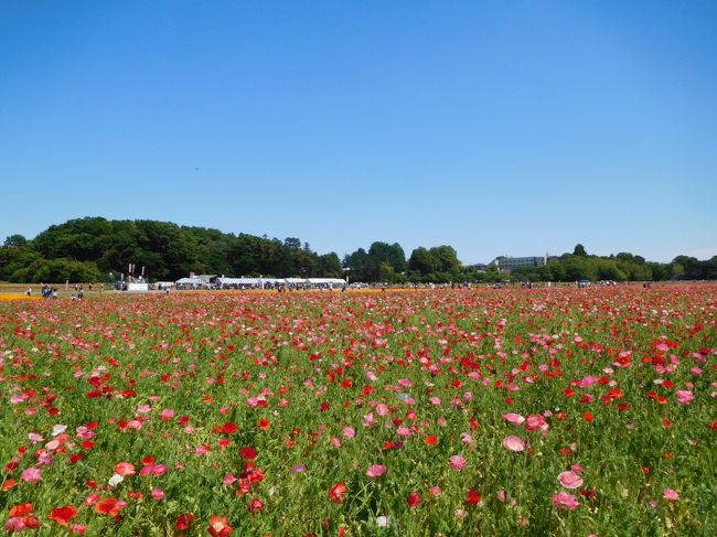 青空の下、非常にいい天気の日曜日。遠すぎるわけでもなく良い所がないかと考えたところ、鴻巣のポピーが満開ということで、車で行ってみました。広大なエリアで赤、ピンク、白の満開のポピーが一面で超美しい！他にも黄色、白色の花びらが小さいカルフォルニア・ポピーも満開で、ポピーとのコラボは絶句するほど美しかったでした。<br /><br />---------------------------------------------------------------<br />スケジュール<br /><br />★5月20日　自宅－（自家用車）鴻巣ポピー観光－玉川温泉入浴－自宅