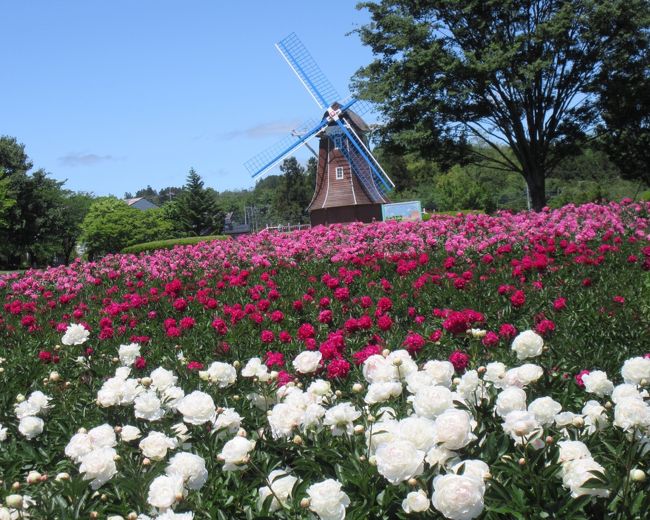 季節の花を求めて 花散歩♪<br /><br />5月15日<br />桃泉ポピー畑<br />地域の ご長寿会が育てるポピー……………ちょっと異変が?<br /><br />5月16日<br />前橋市の大山シャクヤク園を見に出かけたのに ここでも異変!<br />急遽 敷島公園バラ園へ<br /><br />5月19日<br />再びシャクヤク求め<br />道の駅ぐりーんふらわー牧場・大胡 へ<br />上州名物 風神 に…………<br /><br />甘く見ると 手痛い お仕置き<br />自然の怖さを 思い知る