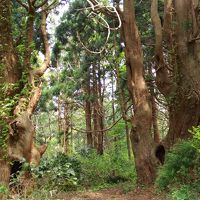 2018 GW 新潟と東北の温泉を巡る旅 【3】 山形で幻想の森を歩く