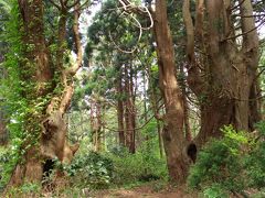 2018 GW 新潟と東北の温泉を巡る旅 【3】 山形で幻想の森を歩く