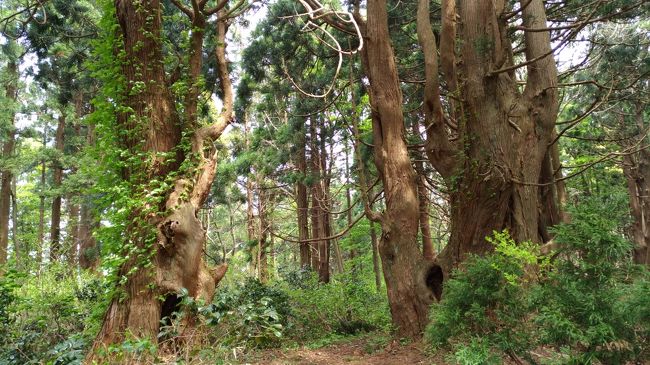 2018 GW 新潟と東北の温泉を巡る旅 【3】 山形で幻想の森を歩く