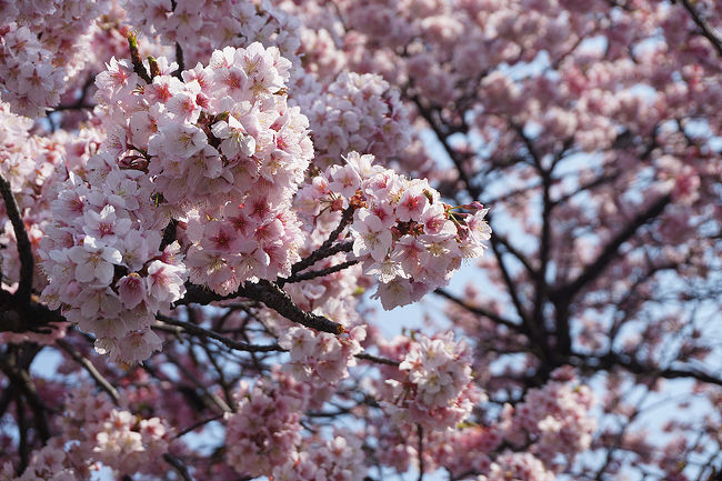 寒桜と「橋」な駅。<br />ブラブラ宇治川界隈を散歩しました。<br />画像は、寒桜@JR桃山駅です。<br /><br />過去の京都・京都市伏見区散歩記~<br /><br />関西散歩記~2017-2 京都・京都市伏見区編~<br />https://4travel.jp/travelogue/11273413<br /><br />関西散歩記~2017 京都・京都市伏見区編~<br />http://4travel.jp/travelogue/11219453<br /><br />関西散歩記~2014 京都・京都市伏見区編~<br />http://4travel.jp/travelogue/10909994<br /><br />京都まとめ旅行記<br /><br />My Favorite 京都 VOL.3<br />https://4travel.jp/travelogue/11275410<br /><br />My Favorite 京都 VOL.2<br />http://4travel.jp/travelogue/11120777<br /><br />My Favorite 京都 VOL.1<br />http://4travel.jp/travelogue/10945390