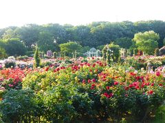 やや見頃過ぎかな。京成バラ園-2018.5.22-