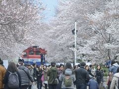 暖かい春にはココ！昌原(チャンウォン)桜の名所