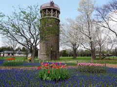 2018.5 我が家定番桜・さくらの花めぐりは、百合が原公園＆モエレ沼公園