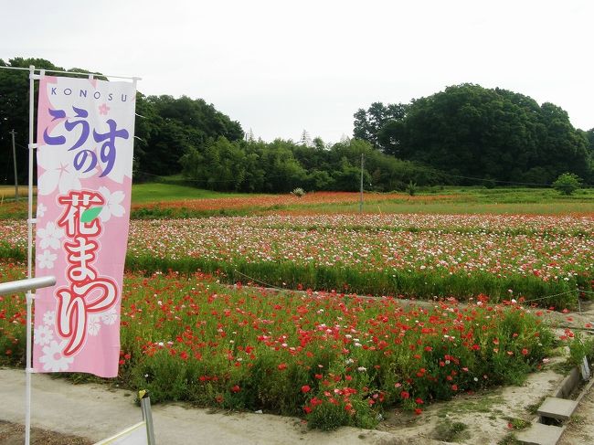 新聞に「こうのす花まつり」の紹介があって、家内が行ってみたいと言い出し、今週のスケジュールから、やりくりして、何時もの早朝ウォーキングの出発時間５時に車で鴻巣市に出発。<br /><br />場所は、鴻巣市滝馬室荒川河川敷(川幅日本一で約２キロ)で、現地に着くと、色とりどりのポピーが見ごろとなっていました。赤やピンク、オレンジ、黄色など計3.000万本(新聞記事より)が咲き誇っていました。<br />鴻巣市観光戦略課によると、同河川敷のポピー畑の広さは、約12.5ヘクタールで日本一だそうです。<br /><br />この広さから「こうのす花まつり」会場の外郭を写真を撮りながら歩くことで通常の早朝ウォーキングの歩数、約８．０００歩をクリヤー出来ました。<br />