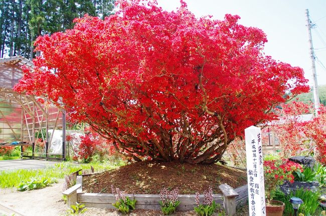 天王寺の石楠花を観に行った帰り道の途中にあったオープンガーデン２軒と能登空港で行われていた「のとキリシマツツジフェスティバル」を見てきました。<br />＊オープンガーデンは「のとキリシマツツジ」を多くの方に気軽に見ていただくため、一定期間個人の庭等を公開しているものです<br />＊「八兵衛」は，少し散り始めていましたが，色々の品種を見ることができました<br />＊「芦田家」は，今が見頃で，町指定天然記念物の大株（推定樹齢数百年の古株）を見ることができました<br />