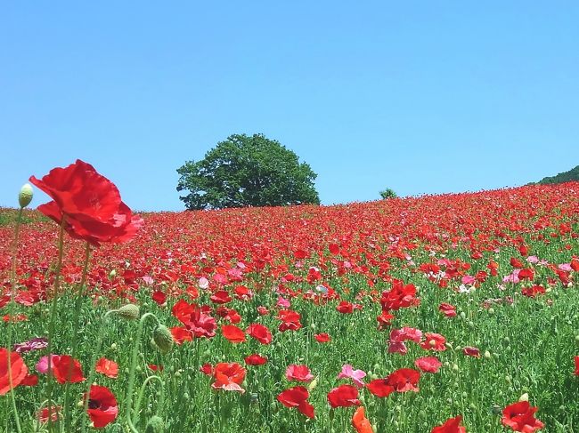 良い天気！家でじっとしているのがもったいなくて、急に思い立って皆野町の天空のポピーを見に行くことにした。多分、家からはそんなに遠くないはず。<br /><br />関越道を嵐山ＩＣで降りて父日の方へ。曲がりくねった細い山道の運転はホント、疲れちゃった。。一瞬、来るんじゃ無かったと・・。<br />でも、やっと「彩の国ふれあい牧場」のあたりにたどり着くと、赤い絨毯のようなポピー畑が見えた！テンションアップ♪<br /><br />山の上の一面のポピーは赤が多く、まだつぼみも見られるから８分咲きといったところかな。<br />ポピー畑をのんびり一周すると汗ばむくらい。売店でカリンの果汁の入ったソーダの美味しかったこと！