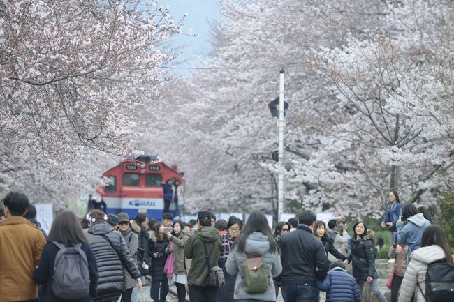 春と言えば桜!今日は慶尚南道の有名な桜スポットをご紹介します~!<br /><br /> <br /><br />「落花流水」という言葉は、韓国で晩春の美しい風情を描写するときに使います。<br /><br />韓国の慶尚南道・昌原(チャンウォン/??)にはこの言葉にピッタリの名所があります!<br /><br />昌原市・鎮海(チネ/??)の中心部を横切る「余佐川(ヨジャチョン/???)」の両側には桜並木があり、落下流水の美しさを満喫していただける名所です。