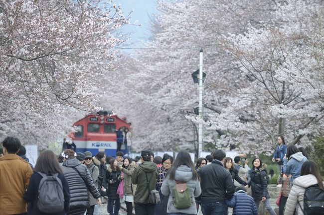 春と言えば桜！今日は慶尚南道の有名な桜スポットをご紹介します～！<br /><br /> <br /><br />「落花流水」という言葉は、韓国で晩春の美しい風情を描写するときに使います。<br /><br />韓国の慶尚南道・昌原(チャンウォン/??)にはこの言葉にピッタリの名所があります！<br /><br />昌原市・鎮海(チネ/??)の中心部を横切る「余佐川(ヨジャチョン/???)」の両側には桜並木があり、落下流水の美しさを満喫していただける名所です。