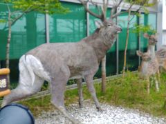 【レンタカーなし旅】ＪＡＬどこかへマイル！で釧路☆☆☆釧路～阿寒～北見の弾丸トラベル（上）