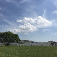 ネモフィラを見たあとに漁港で寿司を食べよう！ひたち海浜公園と那珂湊の旅