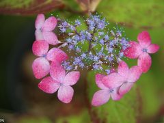 梅雨入り前に鎌倉の紫陽花を先撮り＠光則寺、御霊神社、成就院、長谷寺