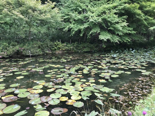 岐阜県関市板取にある名もなき池、通称モネの池に行ってみました。東海北陸道の美濃インターチェンジから20km以上山あいに登っていった先にあります。<br />もともとは神社の下のため池のようですが、ジベルニーのモネの家にある情景と雰囲気が似ているということで、記憶の新しいうちに行ってみようということになりました。